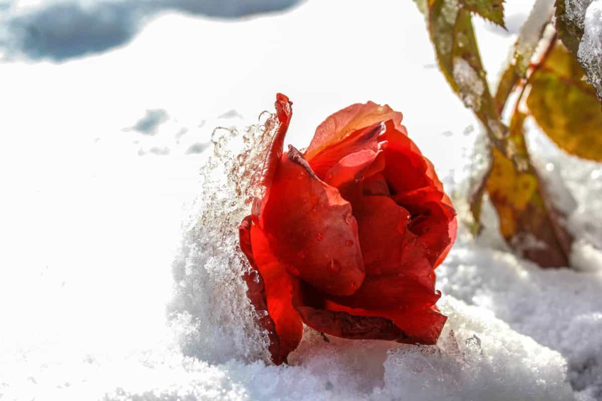 invierno, frío, nieve, rosa, Pétalo, flor roja, copo de nieve