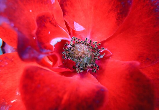 flower, nature, petal, plant, red flower, macro, detail