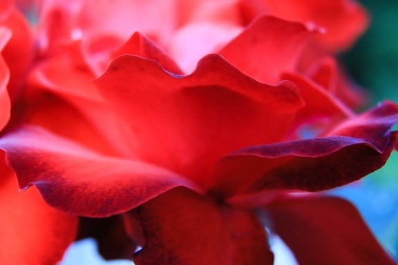 ธรรมชาติ พืช ดอกกุหลาบ ใบ ดอกไม้สีแดง กลีบ พืช สีแดง