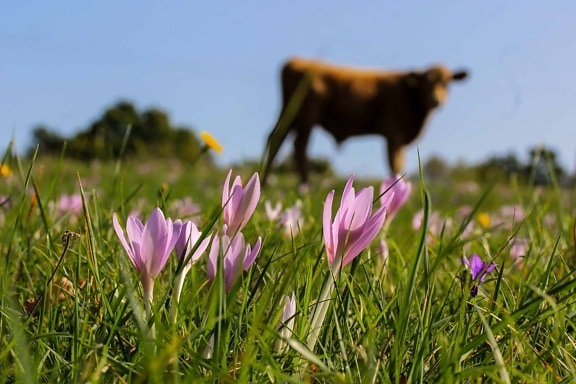 крава, поле, слънцето, трева, природа, лято, цвете, растение, цъфти