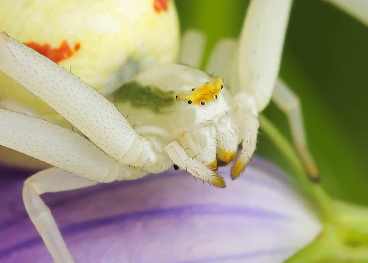 insect, witte spin, Tuin, macro, detail, dier, flora, bloem
