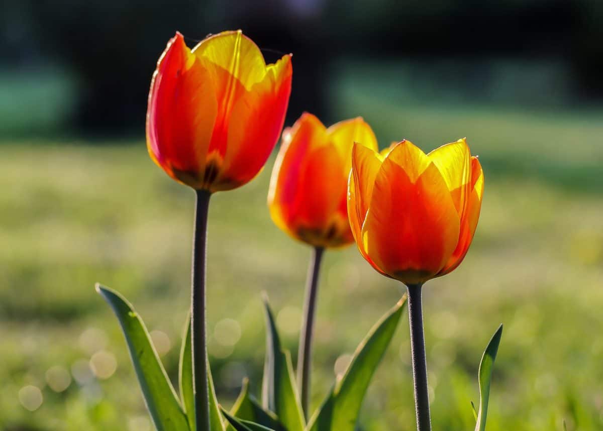 Tulip, flora, mùa hè, Sân vườn, lá, thiên nhiên, Hoa, thực vật