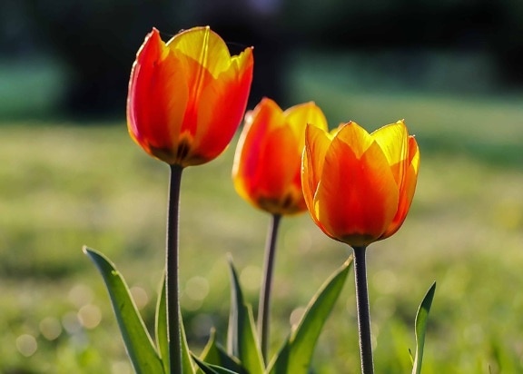tulipán, flora, verano, jardín, hoja, naturaleza, flor, planta