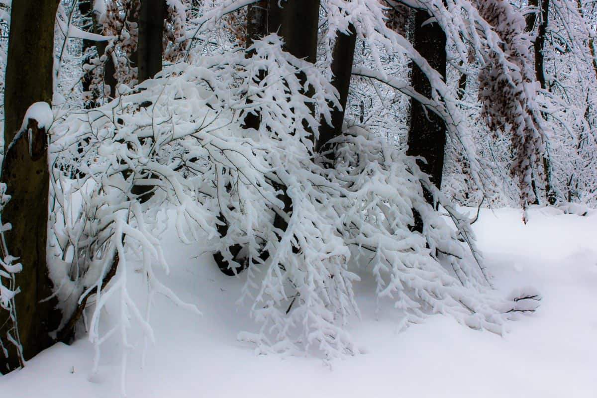 Frost, trä, vinter, snöflinga, kall, frusen, is, snö