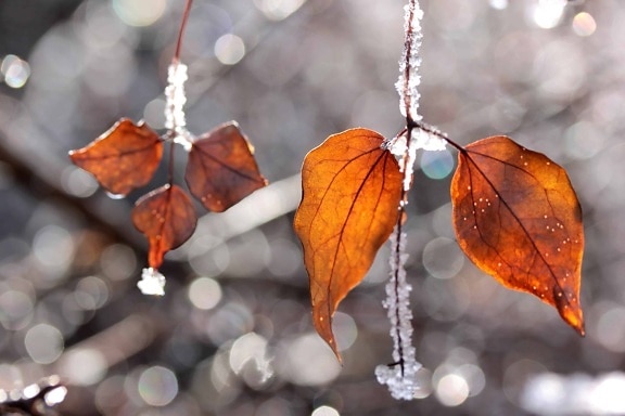 зимата, дърво, листа, дневна светлина, природата, сняг, лед