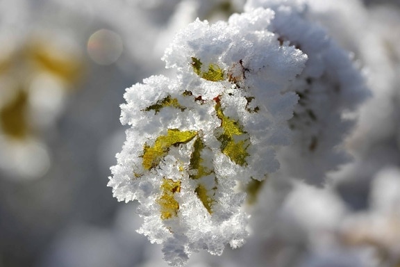снежинка, макро, детали, снег, дерево, природа, зима, Мороз, флора, цветок, филиал
