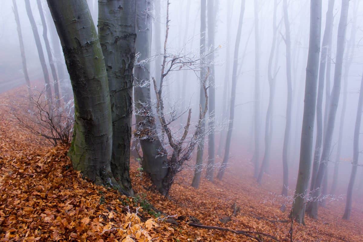 dřevo, mlha, krajina, příroda, mlha, dawn, listy, strom, Les