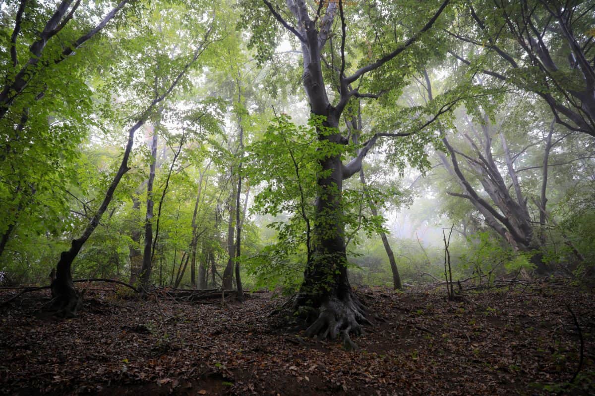 горите, околната среда, природата, дърво, мъгла, клон, дърво, пейзаж, сянка