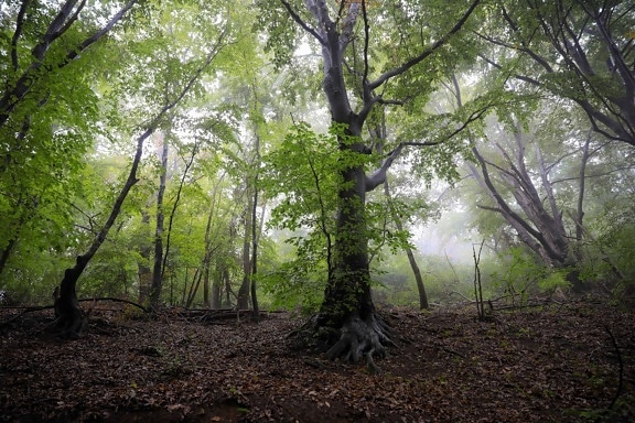 foresta, ambiente, natura, albero, nebbia, ramo, legno, paesaggio, ombra