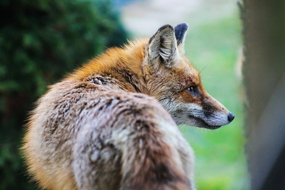 Fox, volně žijící zvířata, příroda, kožešiny, zvíře, divoký, strom, venkovní