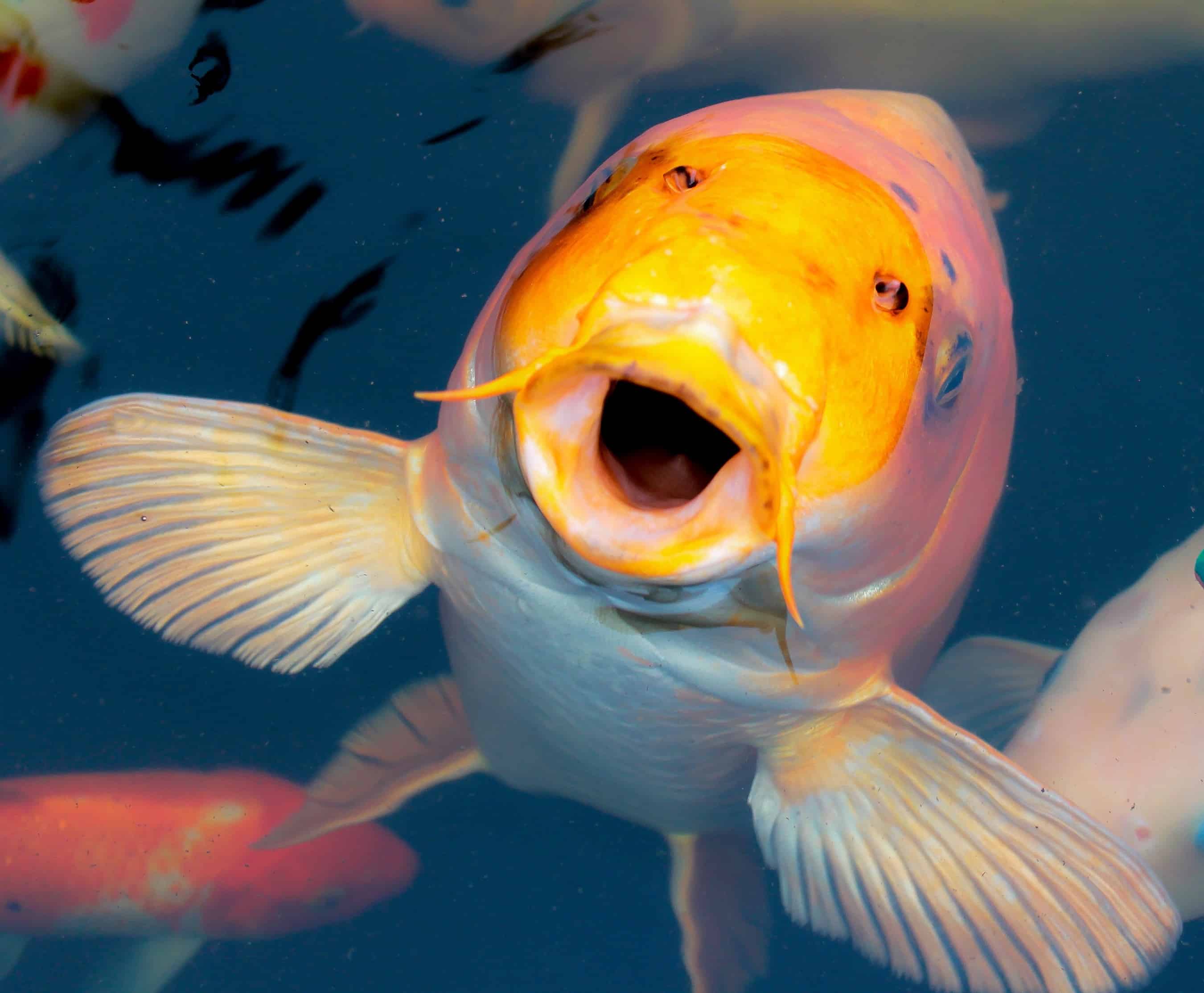 Рыба смешная картинка. Желтоголовый большерот. Смешные рыбки. Красивые рыбы. Рыбка улыбается.