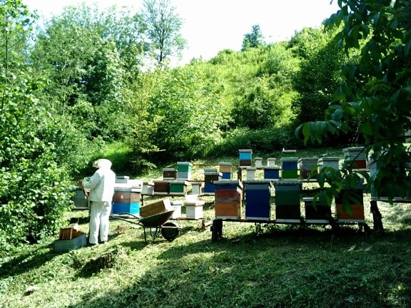 รังผึ้ง คน ไม้ ฤดูร้อน สวน ธรรมชาติ ต้นไม้