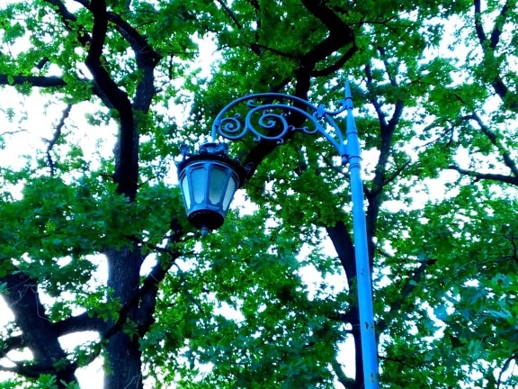Street lampe, objekt, metal, støpejern, jern, tre, tre, blad, natur, utendørs