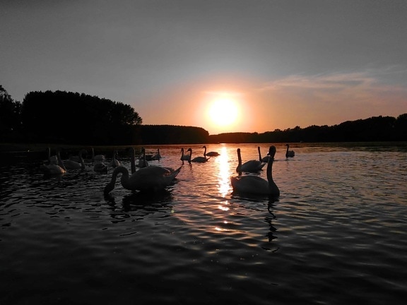 swan, bird, dawn, dusk, sun, reflection, water, sunset, river, lake