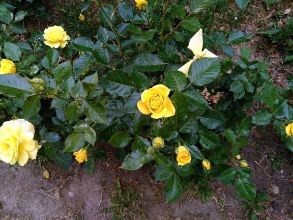 gul rose, blad, hage, natur, flora, blomst, anlegg, urt, blomst