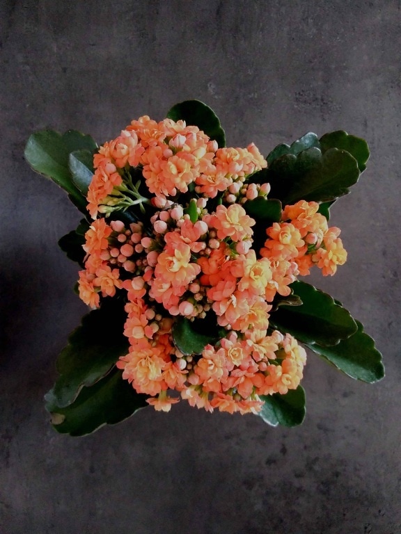 花束、オレンジ色の花、葉、植物、装飾、花弁、雌蕊