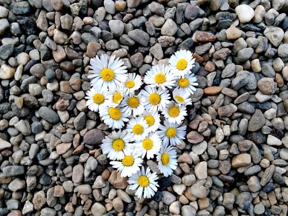 heart, daisy, stone, love, decoration, nature, herb, flower