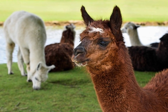 livestock, llama, alpaca, grass, animal