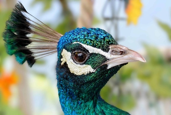 Peacock vogel, natuur, vogel, hoofd, wildlife, veren, dier