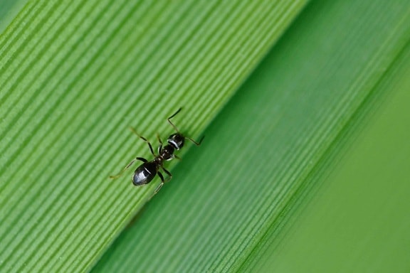 μυρμήγκι, πράσινο φύλλο, έντομο, φύση, αρθρόποδα, ασπόνδυλα, bug