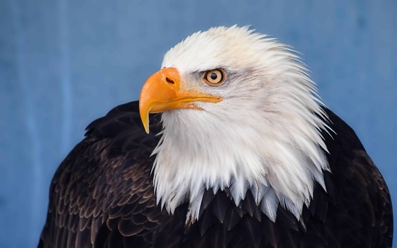 bird eagle, wildlife, animal, outdoor, bird, beak, side view, close-up