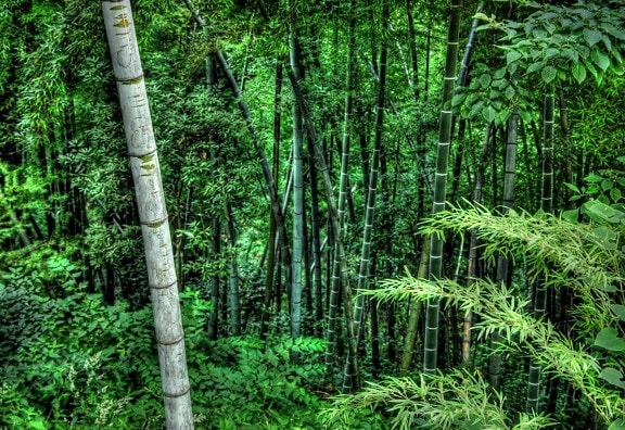 τροπικό δάσος, χλωρίδας, περιβάλλον, τοπίο, δέντρο, φύλλο, φύση, φυτό