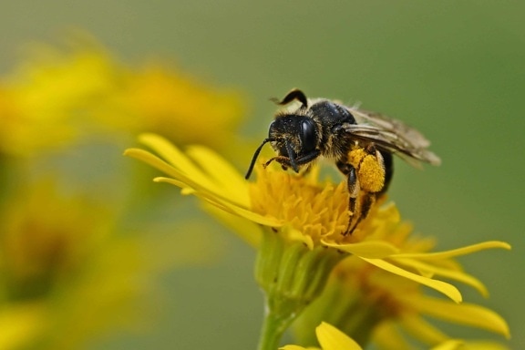 hmyz, příroda, pyl, léto, včela, květin, rostlin