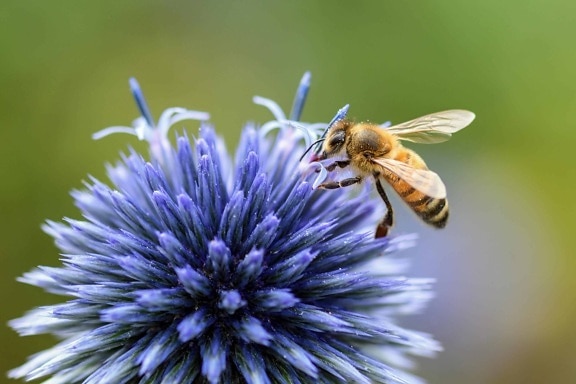 насекомое, пыльца, пчела, опыление, цветок, лето, природа