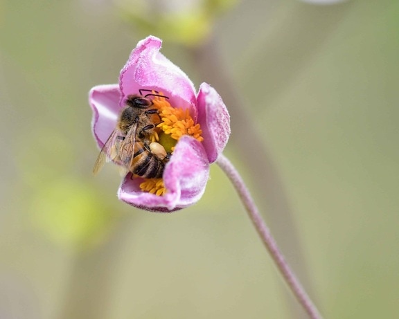 Blatt, Insekt, Biene, Flora, Natur, Sommer, Pollen, Blume