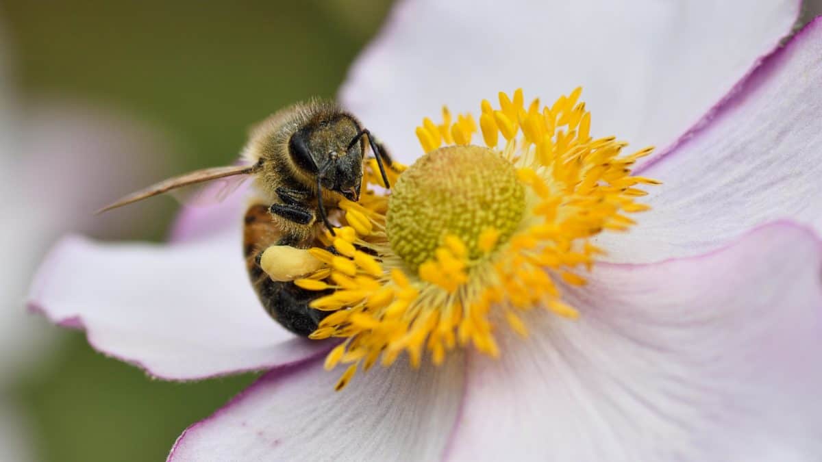 花粉、植物、花、昆虫、夏、自然、蜂、マクロ