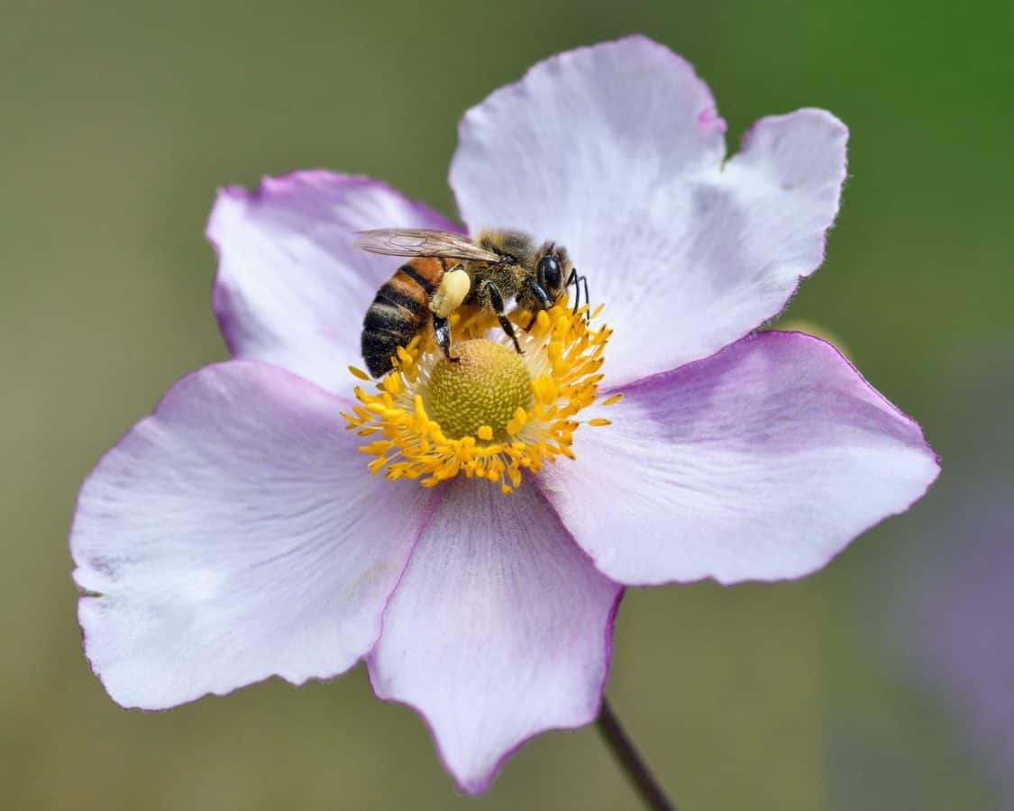 pólen, abelha, polinização, natureza, inseto, flor, planta