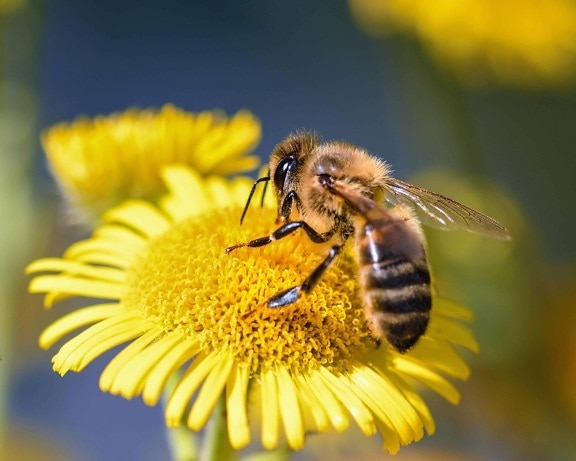 abeja, naturaleza, flor, polinización, polen, insectos, abejas