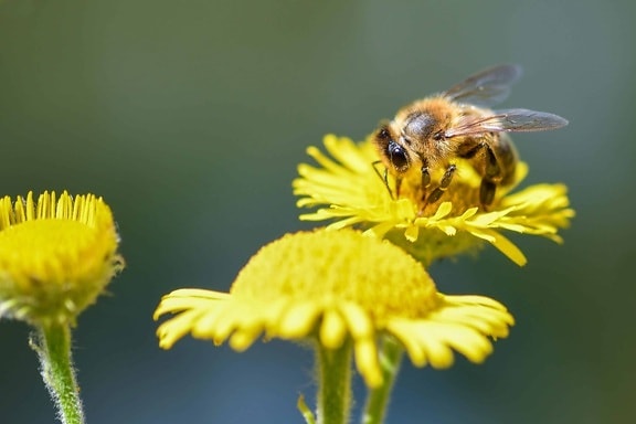 蜂、昆虫、タンポポ、花、自然、花粉、受粉