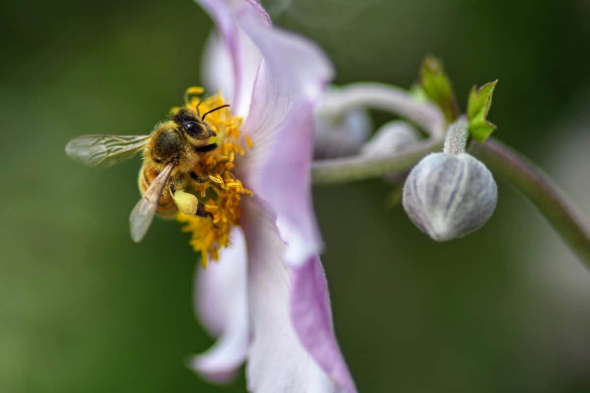 Flora, Biene, Natur, Insekt, Sommer, Blume, Bestäubung, pollen