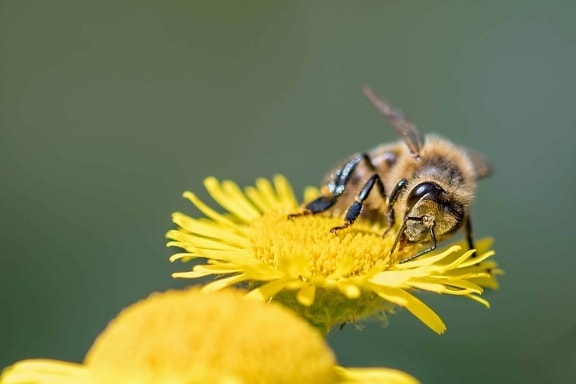 природа, пчела, цветя, насекоми, макрос, детайл, прашец, растителна