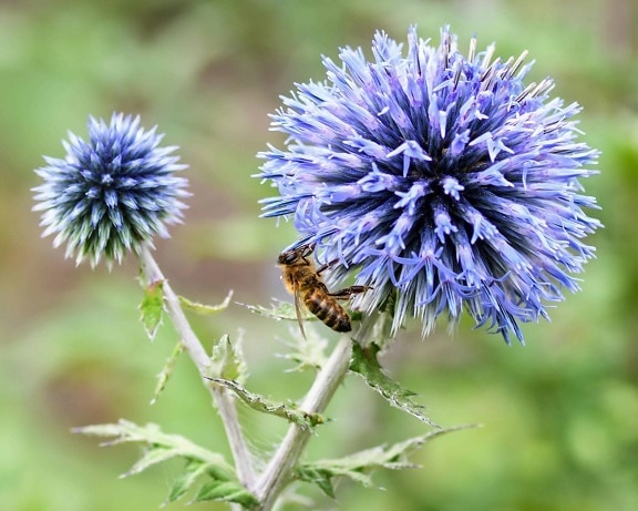 lebah, serangga, flora, alam, serangga, kepala, musim panas, liar, serbuk sari, kelopak