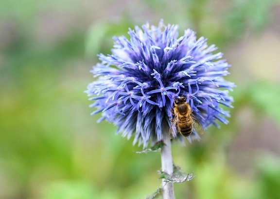 Bee, insekt, makro, sommer, natur, flora, anlegg, blomst