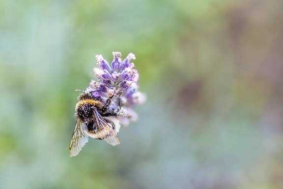 lebah, makro, detail, serangga, bunga, musim panas, lebah, alam
