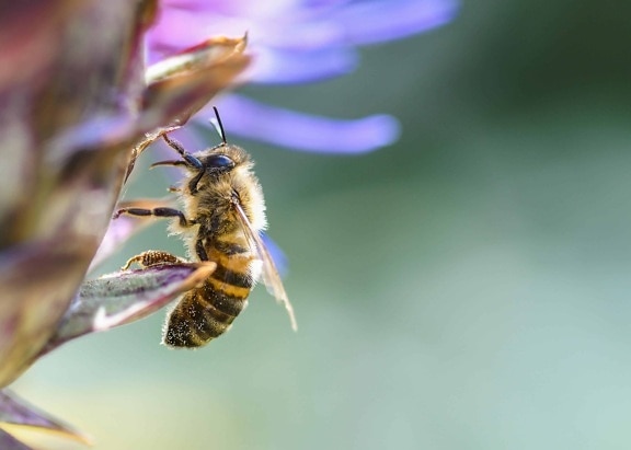 honningbien, makro, detaljer, pollen, natur, bestøvning, bi, insekt
