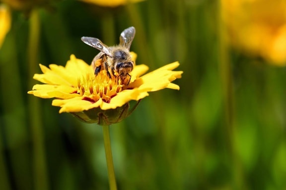 ธรรมชาติ ผึ้ง ฤดูร้อน บิน เกสร แมลง ดอกไม้