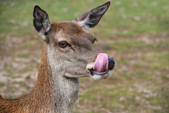 tongue, animal, deer, wildlife, grass, outdoor