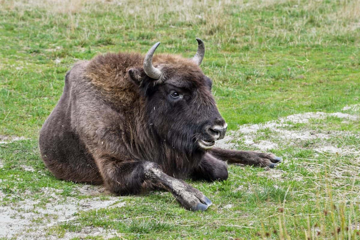 bò rừng bizon, thiên nhiên, động vật, cỏ, động vật hoang dã, hoang dã, ngoài trời, lĩnh vực