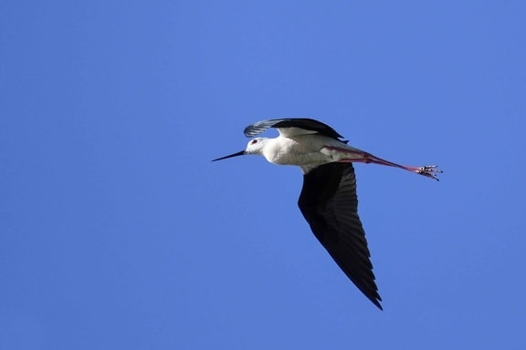 Free picture: wildlife, flight, blue sky, bird, wild, feather