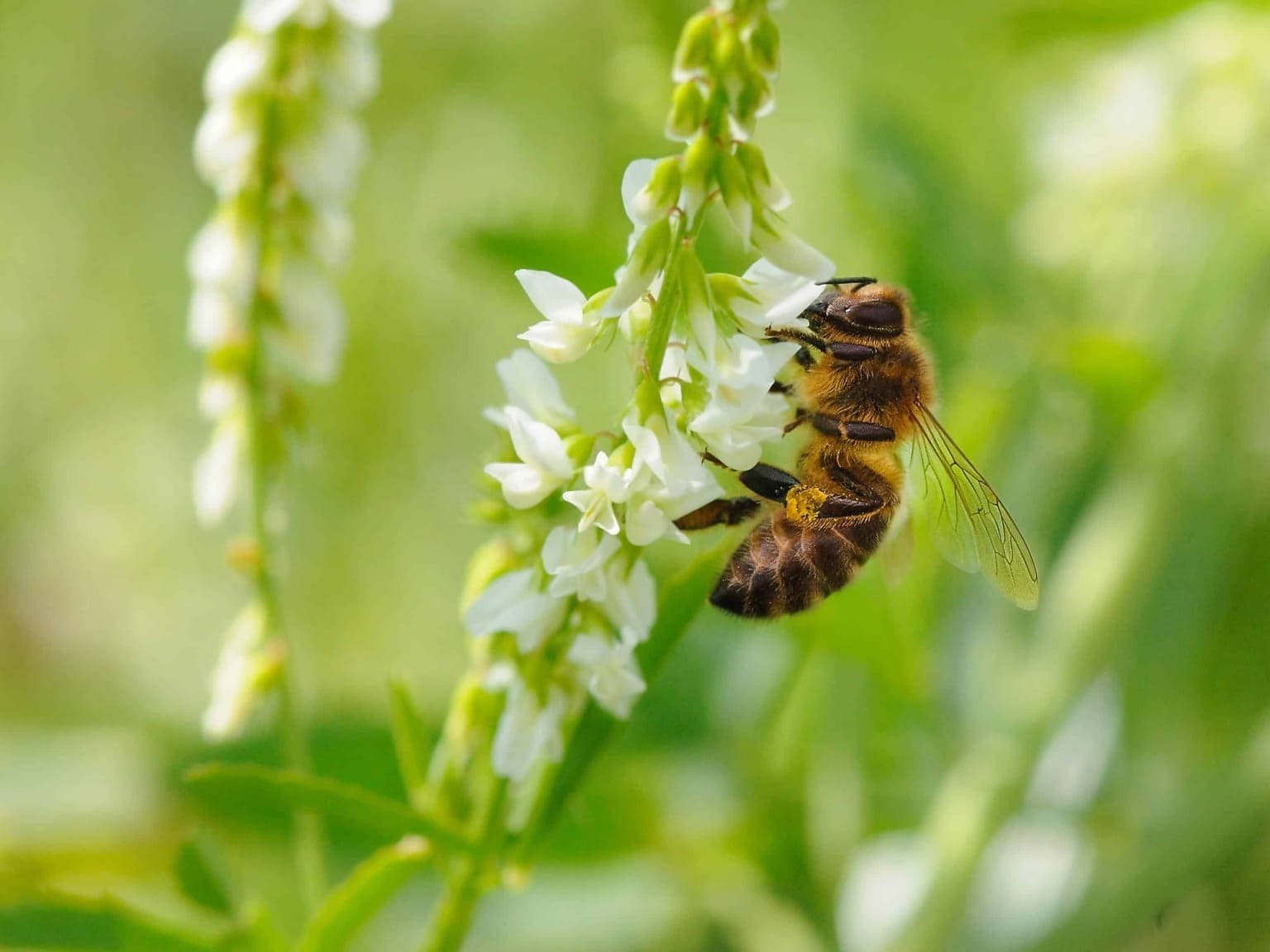 Велеса опылители. Пчелы в природе. Пейзаж с пчелами. Рабочая пчела. Шалфей и пчела.