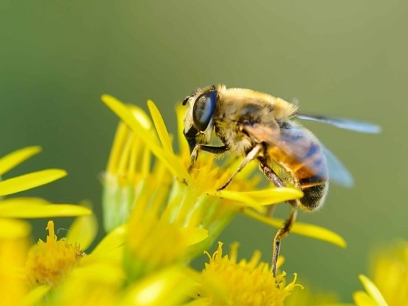 ฤดูร้อน แมลง ผึ้ง ธรรมชาติ ดอกไม้ แมโคร รายละเอียด ภูมิทัศน์