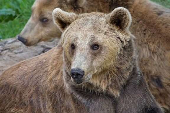animal, salvaje, naturaleza, vida silvestre, al aire libre, oso, marrón