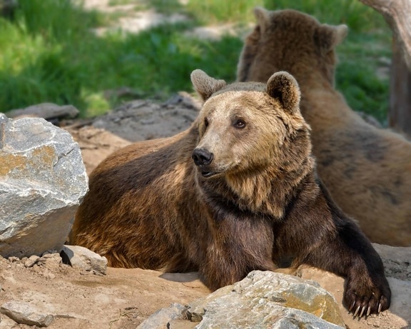 natura, orso, selvaggio, pelliccia, predatore, animale, della fauna selvatica, all'aperto