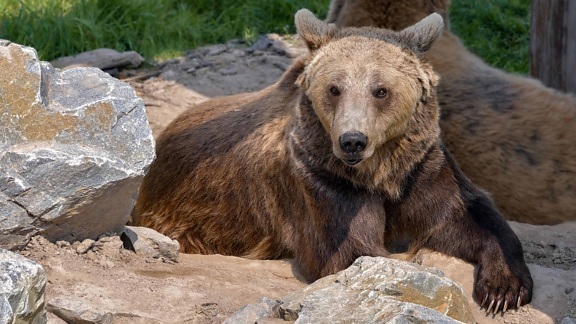 natury, przyrody, dzikie, niedźwiedź brunatny, odkryty, zwierząt
