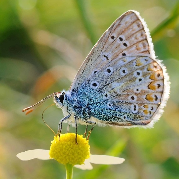 Free picture: nature, butterfly, flower, summer, leaf, insect, plant ...