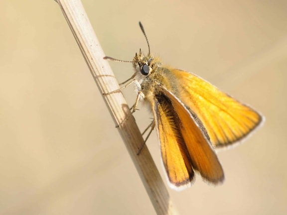 Природа метелик безхребетних, диких тварин, комах, молі, членистоногих